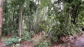 Relaxing sound waterfall and bamboo forest Village life 