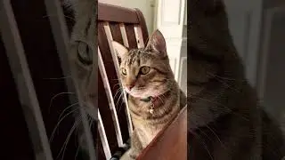 Myles at the dining table #cat #cute #kitten #cutekitty
