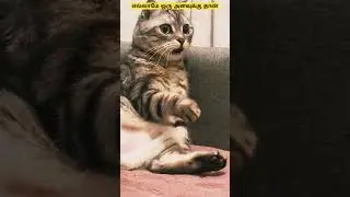 எல்லாமே ஒரு அளவுக்கு தான் #ytshorts #cat #catcomedy #comedy #duppingtamil