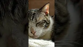 The Sound of Pure Joy: Kitty's Deepest Purrs! 😻
