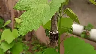 Uvas em apenas 10 meses, #uva #parreira #videira #vinhos #sucodeuva #niagara