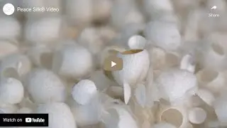 Peace Silk&reg; Video