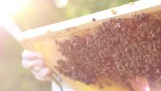 Meet the Bees of Indiana University South Bend