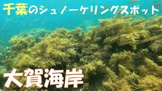千葉県館山市にある大賀海岸のシュノーケリング情報や駐車場情報、周辺情報を紹介します！
