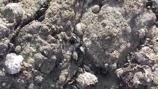 Ecologie du Littoral : facteurs de répartition des espèces sur l'estran