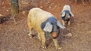 🖤 EUSKAL TXERIA. Cerdo vasco (Navarra)🐷🐷🐷🐷