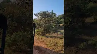 Leopard spotting in Yala National Park, Sri Lanka