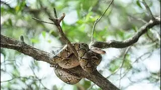 Florida has a serious python problem and the state is using this interesting technique to get rid of