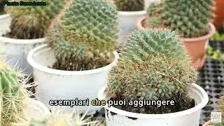 Ecco le piante grasse che amano l'acqua e sono molto facili da tenere