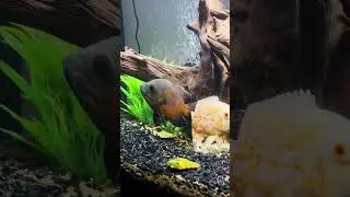Oscar&rsquo;s! #oscarcichlid #aquarium #art #fish #happy #cichlid #fishtank #viral #shorts #viralvideo