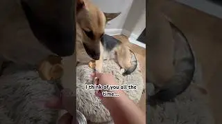 I just miss my DAWG🥲💔 #foryou #relatable #dog #animals #pets #fyp