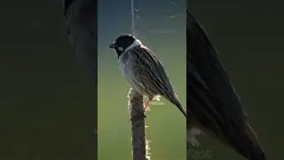 Reed Bunting SongBird #nature #bird #wildlife #songbird #reed #bunting #beautiful #VildKast HA44365