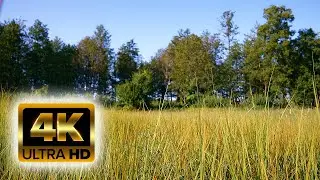 Relaxing 4K Sounds of the Forest High Fidelity Audio No Music 4K UHD Screensaver