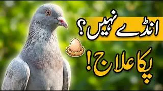 Andon se Band Mada ka ilaj | andon se band kabootar ka ilaj