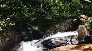 Calm Forest River Sounds - Nature Ambience for Sleeping, Studying or Yoga - Deep Sleep.
