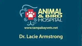 Tampa Veterinarian - Meet Dr. Lacie Armstong at Terrace Animal Hospital