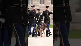 Dog marching with soldiers in unity ceremony