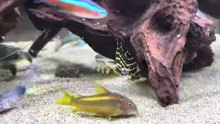 2024-12-1 L333 Yellow King Tiger Pleco 黃金帝王迷宮異形
