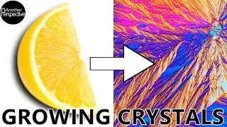 Vitamin C under the Microscope (Mindblowing!)