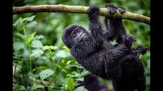 Live from Uganda with Adams & Butler