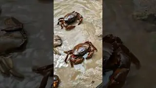 Wild Crab Walking in Sandy Riverbank #crabrelease #crabs #natureshorts #fishing #ytshorts #shorts
