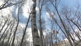 Why they call it Bear Notch Rd NH