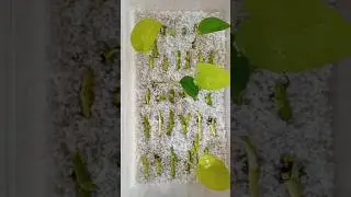 Propagaci&oacute;n Pothos Ne&oacute;n en perlita, veamos c&oacute;mo nos va!