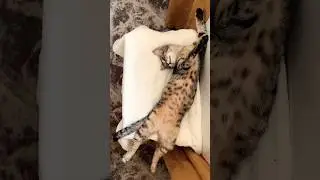 Обязательно делайте паузы, не перерабатывайте😁#котики #прикольныекоты #приколысживотными