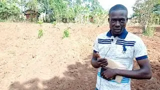 culture du gingembre : choix de terrain (suite)
