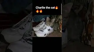charlie29