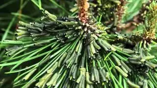 Sawfly Larvae Do the Wave