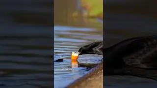 Bird Fishing with Bread #viral #shortsvideo #funny #shorts #birds #animals