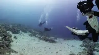 Red sea Ras mohammed diving