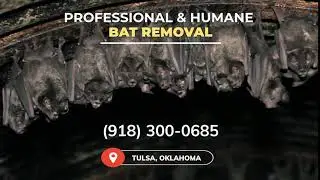 Bat Removal in Tulsa - Looking For Professional Bat Removal In Tulsa