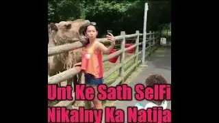 Killer Camel Attack on girl
