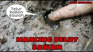 MANCING BELUT SPOT SAWAH_EEL FISHING_jack channel_Babon nya lagi bertelur