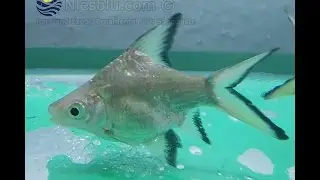 High Grade Shortbody Black Tip Silver Shark