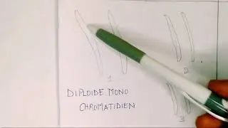 QU'EST CE QU'UNE CELLULE HAPLO&Iuml;DE OU DIPLOIDE/ Apprendre_comprendre