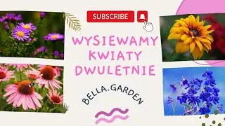 Koniecznie wysiej te kwiaty. Wysiewamy kwiaty dwuletnie. Późny wysiew kwiatów na kolejny rok. 