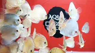 Blue Scorpion, Giant Flora, RRL, Blue Diamond Discus - 3