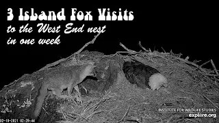 Three Island Fox Visits in a Week ~ Explore.org ~ Feb. 4-10, 2021