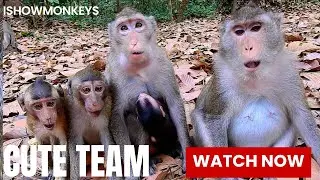 Not Bad! Monkey Anna Look Very Scared While Rene And Reza Sitting Near Her | @IShowMonkeyTV