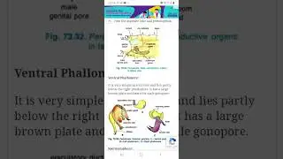 Cockroach- Reproductive System-3