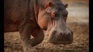 Hippo sound effect