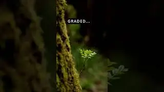 Raw Video vs Colour Grade