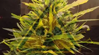 I Finally Figured Out Why Florida Dispensary Weed is UNSMOKABLE