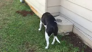 Termite Barrier By Sentricon Always Active