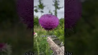 👀 Y'all this Thistle THICC tho💥 🌱