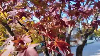 (4K) Explore Japan&rsquo;s beauty autumn season with ShowTrip on YouTube! #ShowTrip #travel #japan #tokyo