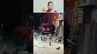 Itni Sari Cat's 🐈🐈😺😱